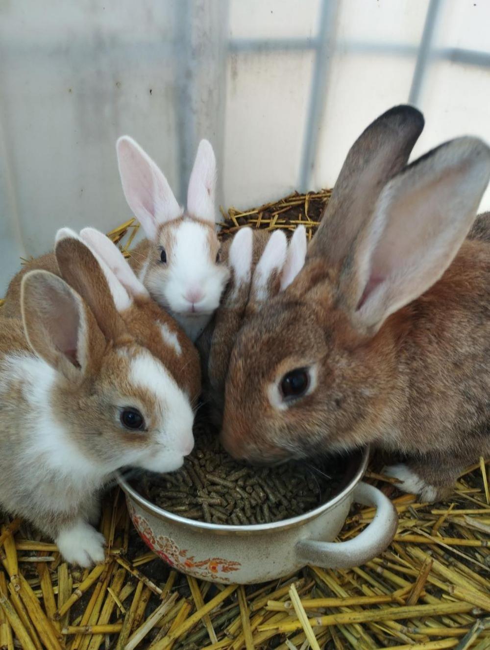 De Smishoeve Met Kinderpret, Dieren En Wellness Heers ภายนอก รูปภาพ