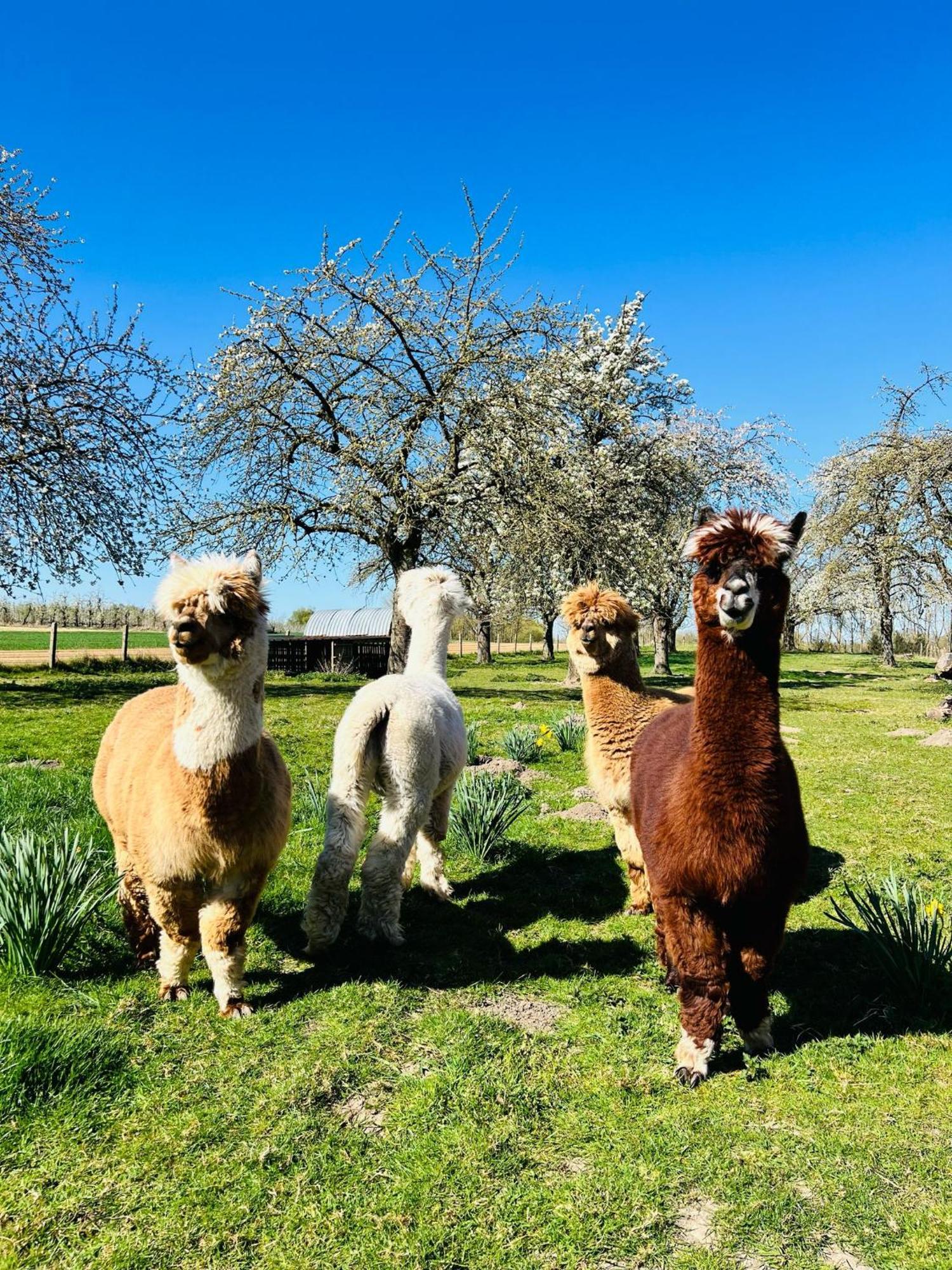 De Smishoeve Met Kinderpret, Dieren En Wellness Heers ภายนอก รูปภาพ